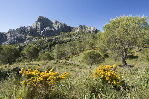 Schroffe Berglandschaft im Frühling bei Grazalema, Naturpark Sierra de Grazalema, Andalusien, Spanien, Europa - RHPLF05303