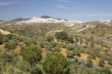 Typische andalusische Landschaft mit Olivenhainen und der weißen Stadt Olvera, Provinz Cádiz, Andalusien, Spanien, Europa - RHPLF05309