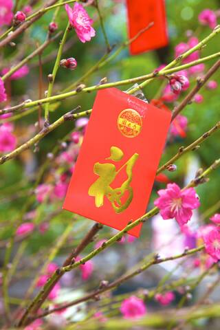 Kirschblütenbäume mit roten Lai-See-Umschlägen zum chinesischen Neujahr, Hongkong, China, Asien, lizenzfreies Stockfoto