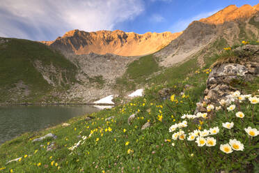 Sommerblüte am Lej da Prastinaun, Arpiglia-Tal (Val Arpiglia), Engadin, Graubünden, Schweiz, Europa - RHPLF05419