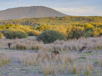 Wild kangaroos in the Wilsons Promontory National Park, Victoria, Australia, Pacific - RHPLF05423