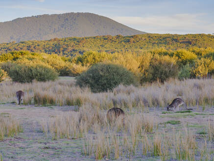 Wilde Kängurus im Wilsons Promontory National Park, Victoria, Australien, Pazifik - RHPLF05423