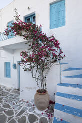 Fassade eines traditionellen weiß-blauen Hauses mit Bougainvillea, Plaka, Milos, Kykladen, Ägäisches Meer, Griechische Inseln, Griechenland, Europa - RHPLF05455