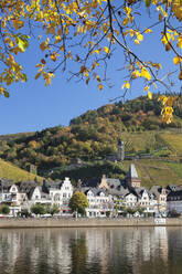 Blick über die Mosel auf Zell und den Runder Turm, Rheinland-Pfalz, Deutschland, Europa - RHPLF05472