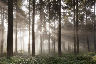 Sonnenstrahlen in einem Wald, Moseltal, Rheinland-Pfalz, Deutschland, Europa - RHPLF05479