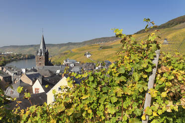 Bernkastel-Kues im Herbst, Moseltal, Rheinland Pfalz, Deutschland, Europa - RHPLF05480