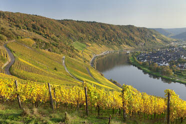 Weinberge im Herbst, Moselschleife bei Kröv, Rheinland-Pfalz, Deutschland, Europa - RHPLF05481