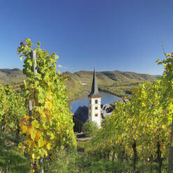 Moselschleife und Weinberge im Herbst, Bremm, Rheinland Pfalz, Deutschland, Europa - RHPLF05501