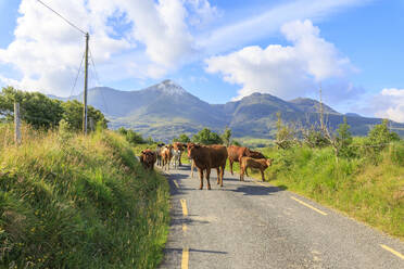 Kühe auf der Straße, Killarney National Park, Grafschaft Kerry, Munster, Republik Irland, Europa - RHPLF05525