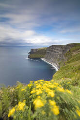 Wildblumen auf den steilen Riffen der Cliffs of Moher, The Burren, Grafschaft Clare, Munster, Republik Irland, Europa - RHPLF05531