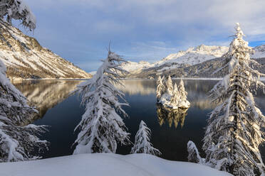 Schneebedeckte Bäume am Ufer des zugefrorenen Silsersees, Plaun da Lej, Region Maloja, Kanton Graubünden, Engadin, Schweiz, Europa - RHPLF05535