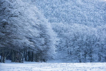 Wald mit Schnee im Winter, Monte Cucco Park, Apennin, Umbrien, Italien, Europa - RHPLF05552