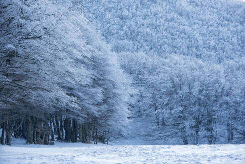 Wald mit Schnee im Winter, Monte Cucco Park, Apennin, Umbrien, Italien, Europa - RHPLF05552