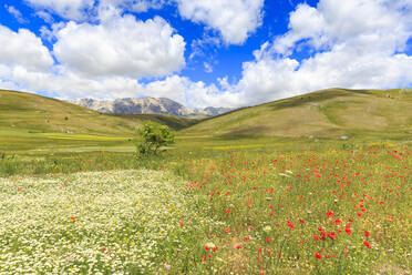 Blüten in den Linsenfeldern von Santo Stefano di Sessanio, Abruzzen, Italien, Europa - RHPLF05563