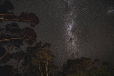 Milky Way rising above Australian forest. Victoria, Australia, Pacific - RHPLF05566