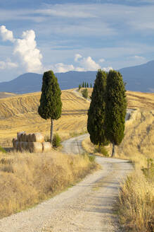 Zypressen und Felder in der Nachmittagssonne im Agriturismo Terrapille (Villa Gladiator) in der Nähe von Pienza in der Toskana, Italien, Europa - RHPLF05577