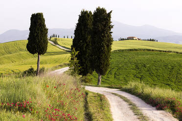 Zypressen und grüne Felder in der Nachmittagssonne im Agriturismo Terrapille (Villa Gladiator) in der Nähe von Pienza in der Toskana, Italien, Europa - RHPLF05578