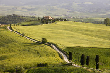 Zypressen und grüne Felder in der Nachmittagssonne im Agriturismo Terrapille (Villa Gladiator) in der Nähe von Pienza in der Toskana, Italien, Europa - RHPLF05581