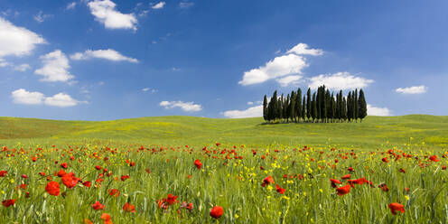 Panoramablick auf Zypressen und Mohnblumen auf grünem Feld mit blauem bewölktem Himmel in der Nähe von San Quirico d'Orcia, Val d'Orcia, UNESCO-Weltkulturerbe, Toskana, Italien, Europa - RHPLF05587