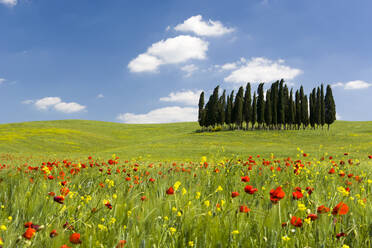 Zypressen und Mohnblumen auf grünem Feld mit blauem, bewölktem Himmel in der Nähe von San Quirico d'Orcia, Val d'Orcia, UNESCO-Weltkulturerbe, Toskana, Italien, Europa - RHPLF05588