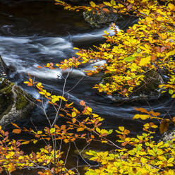 Herbst in der Eremitage am Fluss Braan bei Dunkeld in Perthshire, Schottland, Vereinigtes Königreich, Europa - RHPLF05593