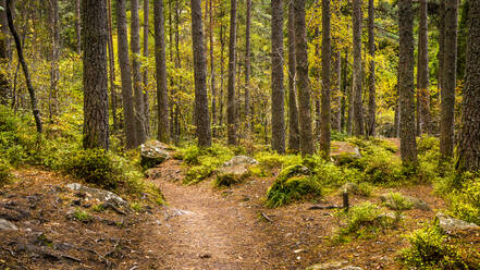 Ein Weg durch einen alten Kiefernwald, der Teil der Hermitage in der Nähe von Dunkeld in Perthshire, Schottland, Vereinigtes Königreich, Europa ist - RHPLF05601