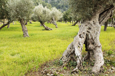 Olive tree trunks, Soller, Majorca, Balearic Islands, Spain, Mediterranean, Europe - RHPLF05639