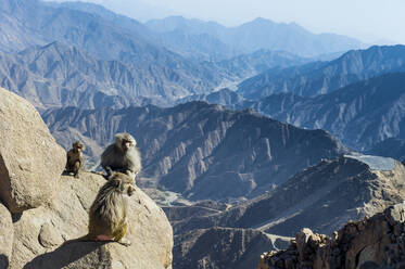 Paviane auf Bergklippe, Abha, Saudi-Arabien, Naher Osten - RHPLF05701
