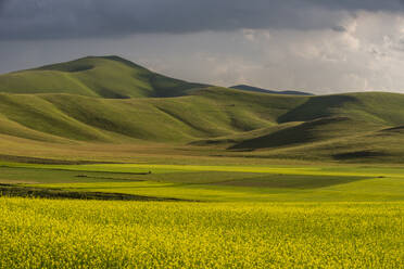 Fields of flowering lentils on the Piano Grande, Monti Sibillini National Park, Perigua District, Umbria, Italy, Europe - RHPLF05726