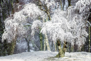 Winterschnee in den Cairngorms-Wäldern, Schottland, Vereinigtes Königreich, Europa - RHPLF05740