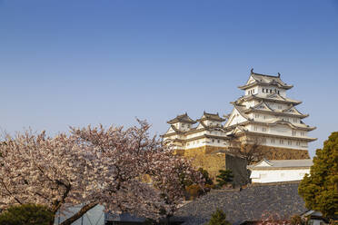 Kirschblüte auf der Burg Himeji aus dem 17. Jahrhundert, UNESCO-Weltkulturerbe, Hyogo, Honshu, Japan, Asien - RHPLF05944