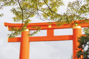 Torii-Tor am Heian Jingu Shinto-Schrein, Kyoto, Japan, Asien - RHPLF05946