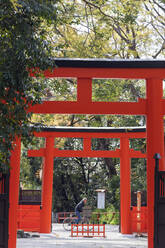 Cyclist passing a Shinto shrine torii gate, Kyoto, Japan, Asia - RHPLF05947