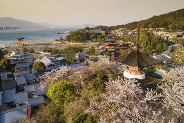 Kirschblüte, Insel Miyajima, Präfektur Hiroshima, Honshu, Japan, Asien - RHPLF05949