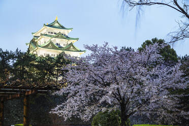 Kirschblüte am Schloss Nagoya, Nagoya, Präfektur Aichi, Honshu, Japan, Asien - RHPLF05955