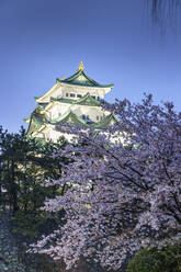Kirschblüte am Schloss Nagoya, Nagoya, Präfektur Aichi, Honshu, Japan, Asien - RHPLF05956