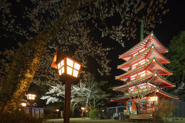 Cherry blossom at Chureito Pagoda in Arakurayama Sengen Park, Yamanashi Prefecture, Honshu, Japan, Asia - RHPLF05962
