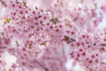 Kirschblüte, Takato, Präfektur Nagano, Honshu, Japan, Asien - RHPLF05968