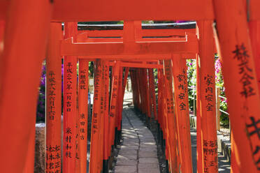 Nezu-Schrein, Torii-Tor, Tokio, Japan, Asien - RHPLF05975