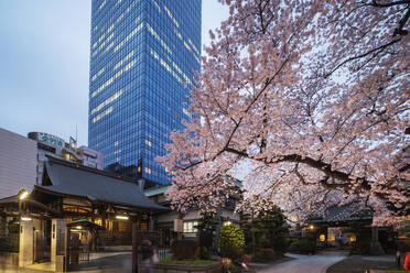 Spring cherry blossoms, Joenji Temple, Shinjuku, Tokyo, Japan, Asia - RHPLF05981