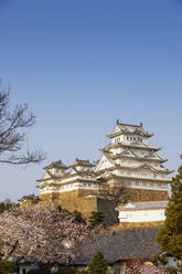 Kirschblüte auf der Burg Himeji aus dem 17. Jahrhundert, UNESCO-Weltkulturerbe, Hyogo, Japan, Asien - RHPLF05989