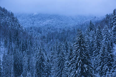 Winter landscapes of Carpathian Mountains near Brasov, Brasov County, Romania, Europe - RHPLF06000