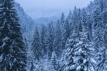 Winter landscapes of Carpathian Mountains near Brasov, Brasov County, Romania, Europe - RHPLF06002
