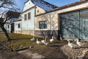 Bunte Häuser in Viscri, UNESCO-Weltkulturerbe, Siebenbürgen, Rumänien, Europa - RHPLF06008