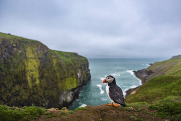 Papageientaucher am Wick, Insel Skomer, Pembrokeshire Coast National Park, Wales, Vereinigtes Königreich, Europa - RHPLF06030