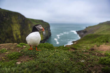 Papageientaucher am Wick, Insel Skomer, Pembrokeshire Coast National Park, Wales, Vereinigtes Königreich, Europa - RHPLF06031