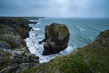 Elegug Stacks, bewohnt von einer Trottellummenkolonie, Pembrokeshire Coast National Park, Wales, Vereinigtes Königreich, Europa - RHPLF06032