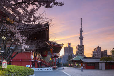 Sunrise at Sensoji Temple in Cherry blossom season, Tokyo, Japan, Asia - RHPLF06212