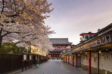 Sensoji Temple in Cherry blossom season, Tokyo, Japan, Asia - RHPLF06213