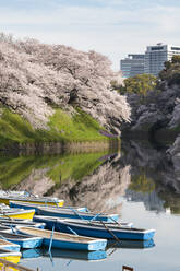 Kirschblüten am Chidorigafuchi-Graben, Tokio, Japan, Asien - RHPLF06218